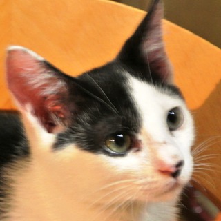 人間大好き　つばさくん