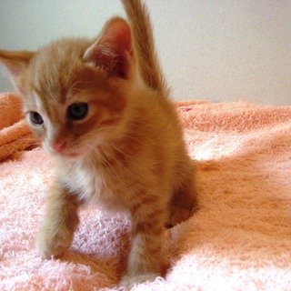 人なれ完璧　茶とらのゆきちゃん