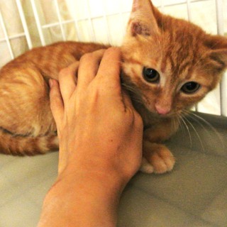 茶とら　ラテちゃん