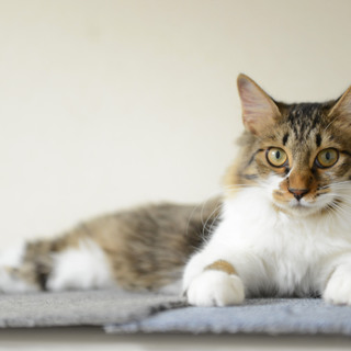 保護は継続しております