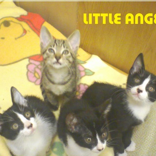 里親になって下さい