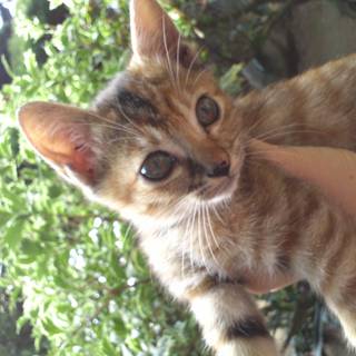 可愛い子猫を宜しくお願い致します