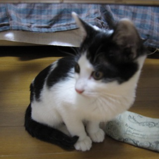 子守り上手の3ヶ月ハート模様ありマイクロチップ挿入済み