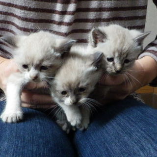 シャム猫?系(青い瞳)　3匹