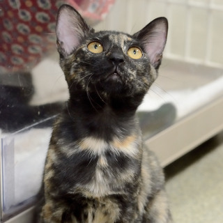 保護は継続しております