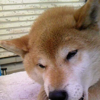 柴犬★おとなしく小さめな男の子