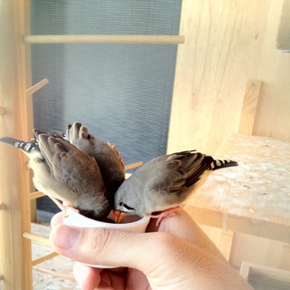 ノーマルキンカチョウの里親を探しています