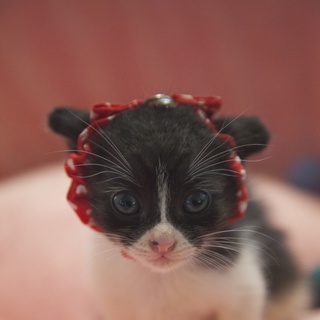 牛柄三兄妹　あんこちゃん（仮）