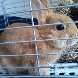 ネザーランドドワーフの女の子☆