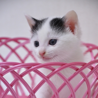 ～ボクたちの家族になってください～