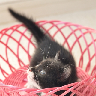 ★ボクたちの家族になってください★