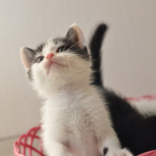 ＊ボクたちの家族になってください＊