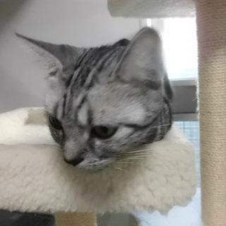 アメショー女の子・とても美人さんです・。