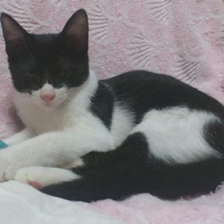 白黒ハチワレ　元気玉