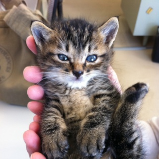 １ヶ月の可愛い子猫