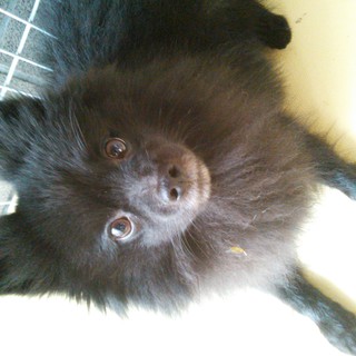 ポメラニアン（黒色）２歳です★