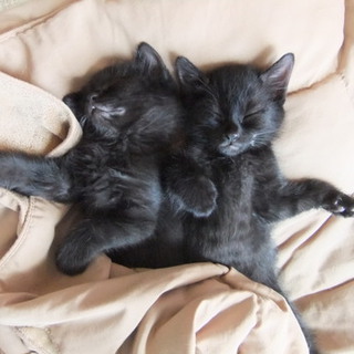 里親決まりました。