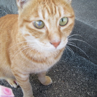 保健所に…という話がでてます！！