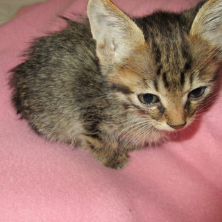 小柄な子猫・外の世界を知りません