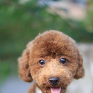 トイプー推定10ヶ月♂「トール君」