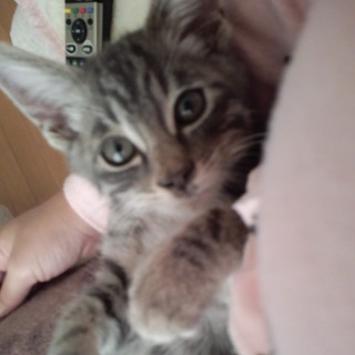 ★トラ柄ねこ★人なつっこくて可愛い～～♪♪