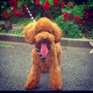 一才☆トイプードルレッド