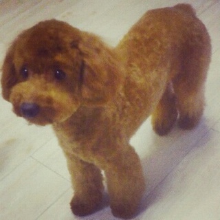 一才☆トイプードル♪おめめがくりくり