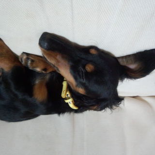 まだ若く、誰にでもなつきます