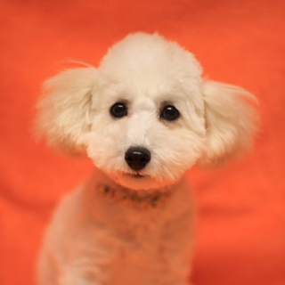 トイプー推定４ヵ月♂「マコト君」