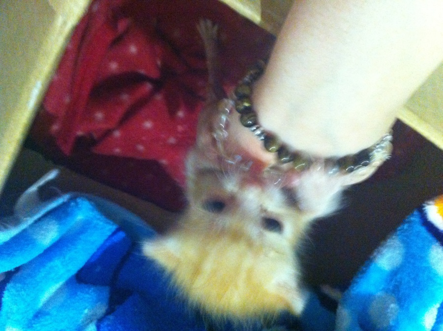 生後1ヶ月の子猫です！ サムネイル2