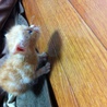 生後1ヶ月の子猫です！ サムネイル4