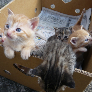 子猫の里親募集