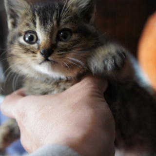 新しい家族が見つかりました。