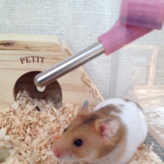 ゴールデンハムスターの里親募集