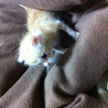 生後1ヶ月の子猫です！ サムネイル1