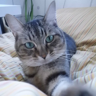 可愛くて丸っこい子です・・。