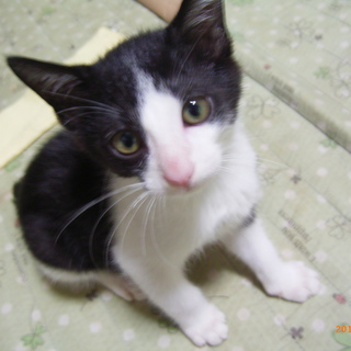 元気いっぱいの可愛い子猫です！家族募集中です！