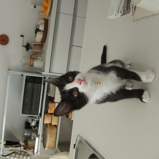 かわいいハチワレ君！