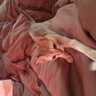 人懐っこいシンガプーラ☆