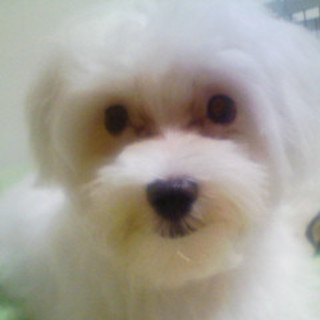 3歳マルチーズ♂