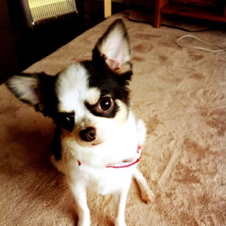 チワワの女の子