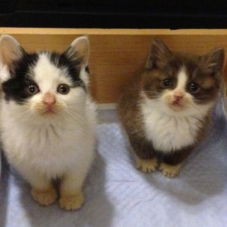 里親決定しました。