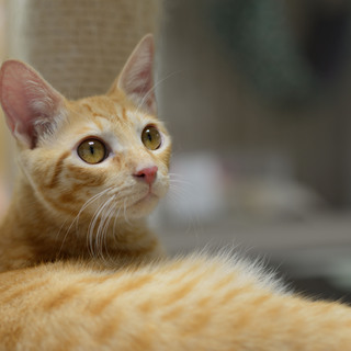 保護は継続しております