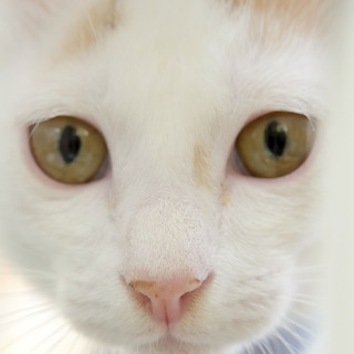 保護は継続しております