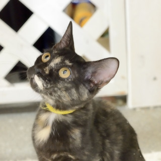 保護は継続しております