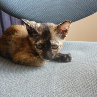 スーパーの駐車場にて保護