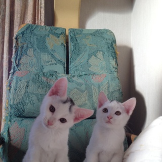 仲良し白猫兄妹