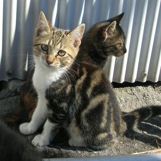 緊急　綺麗なアメショ柄の子猫　生後約３カ月前後