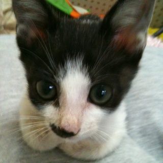 可愛いセプちゃｎ男の子