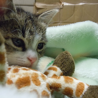 元気な可愛い女の子